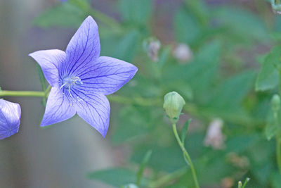 Close-up of purple iris flower