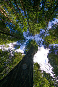 Low angle view of trees