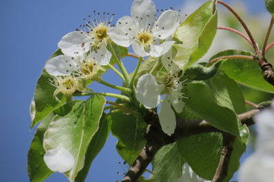 Close-up of cherry blossoms in spring