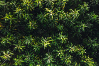 Close-up of palm tree