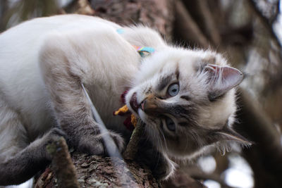 Close-up of cat resting on a tree