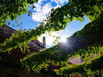 Low angle view of trees against sky