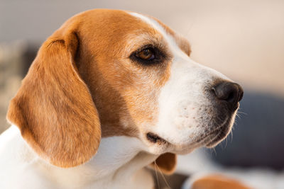 Cute beagle dog