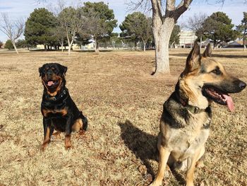 View of two dogs on field