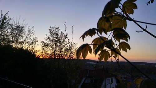 Trees against sky at sunset