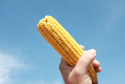 Cropped hand of man holding sweetcorn against blue sky