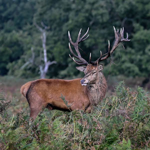 Deer in a forest