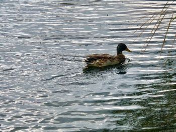 Duck swimming in a lake