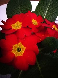 Close-up of red flowers blooming outdoors