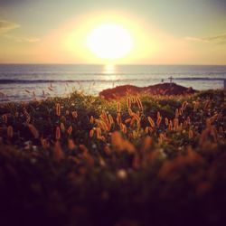 Close-up of beach against sky during sunset