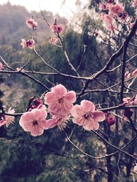 Low angle view of pink flowers on tree