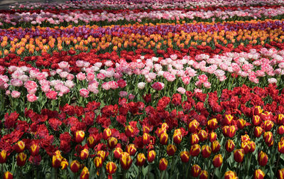 Full frame shot of multi colored tulips on field