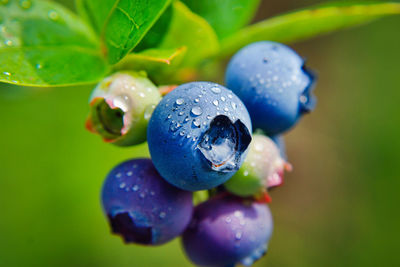 Close-up of purple berries growing on plant