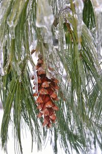 Close-up of plant