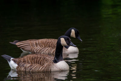 Duck swimming on lake