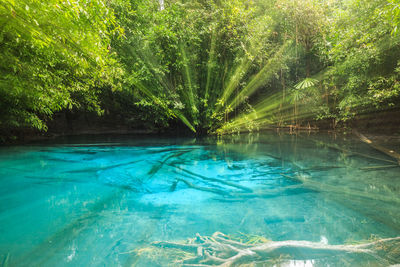 Reflection of trees in swimming pool