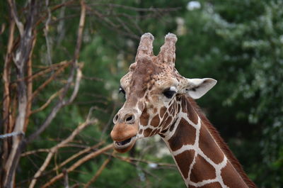 Close-up of giraffe