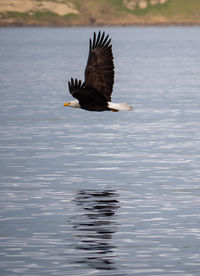 Bald eagle flying in puget sound. 