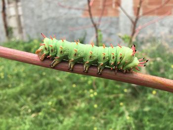 Close-up of caterpillar on plant