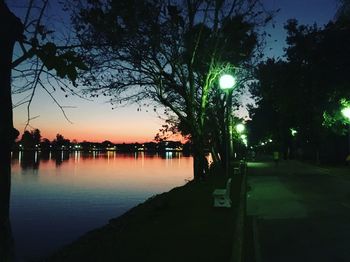 Illuminated trees at night