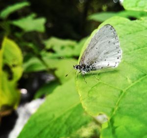 Close-up of butterfly on leaf