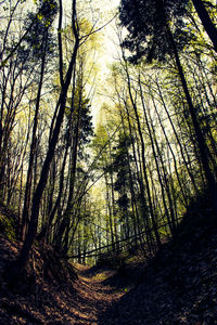 Low angle view of trees in forest