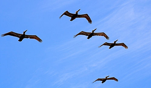 Pelicans in formation flying against a clear blue sky. san diego, california beach.