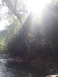 Trees by river in forest against sky