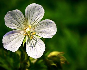 Close-up of flower blooming outdoors