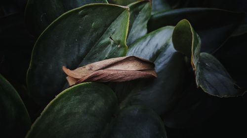 Close-up of fruits on leaves