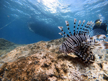 Fish swimming in sea