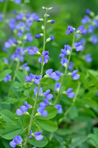 Close-up of purple flowering plants