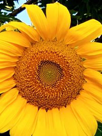 Close-up of sunflower