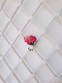 Close-up of white rose on floor