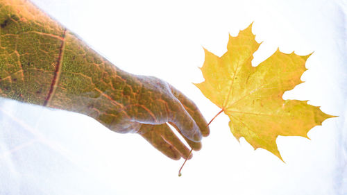 Close-up of maple leaves