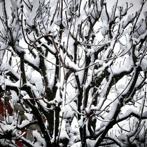 Close-up of bare tree against sky during winter