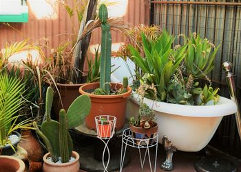 Potted plants in greenhouse