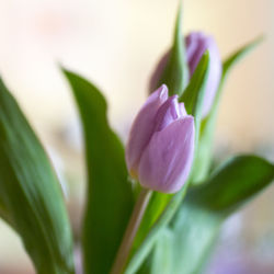 Close-up of crocus blooming outdoors