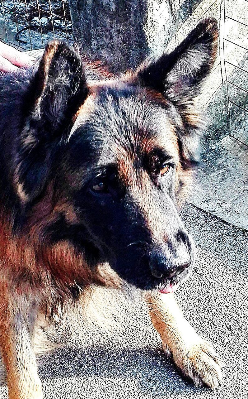 PORTRAIT OF DOG OUTDOORS