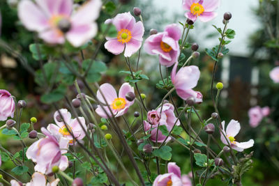 Close-up of pink flowers blooming outdoors