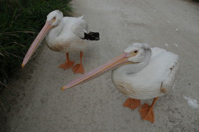 High angle view of pelican