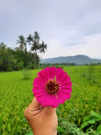 Cropped hand of woman holding flower