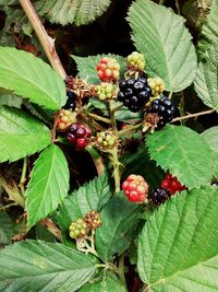 Close-up of berries growing on tree