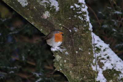 Close-up of bird perching on snow