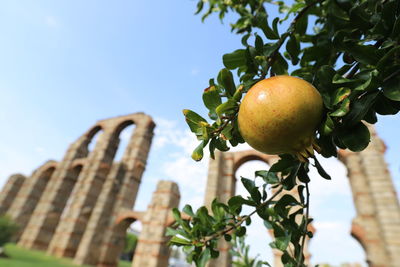 Pomegranate in foreground against ancient roman aqueduct in mérida, spain.