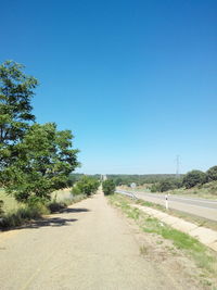 Road along trees