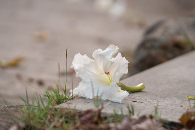 Close-up of white cherry blossoms