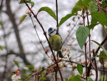 Close-up of bird perching on branch