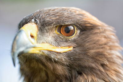 Close-up of a bird looking away