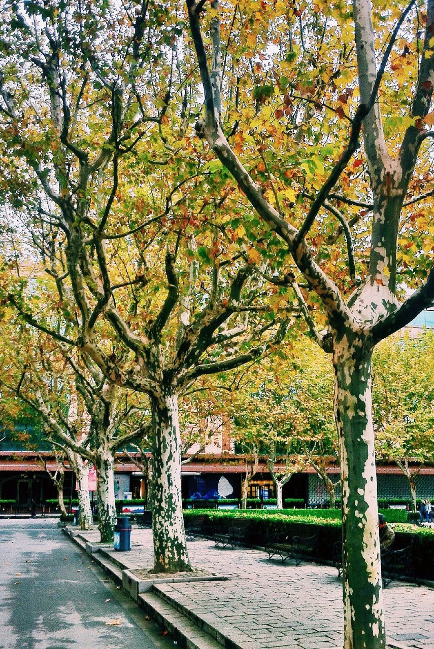 tree, branch, growth, nature, tranquility, autumn, beauty in nature, park - man made space, built structure, season, change, tranquil scene, railing, tree trunk, bench, scenics, day, outdoors, water, park